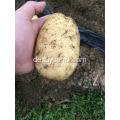 Großhandelspreis für frische Bio-Kartoffeln